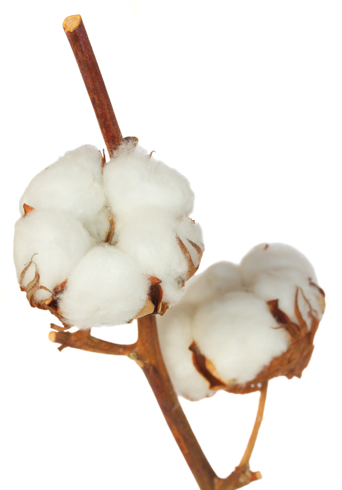 Branch of cotton plant isolated over white background. Cotton plant over white background