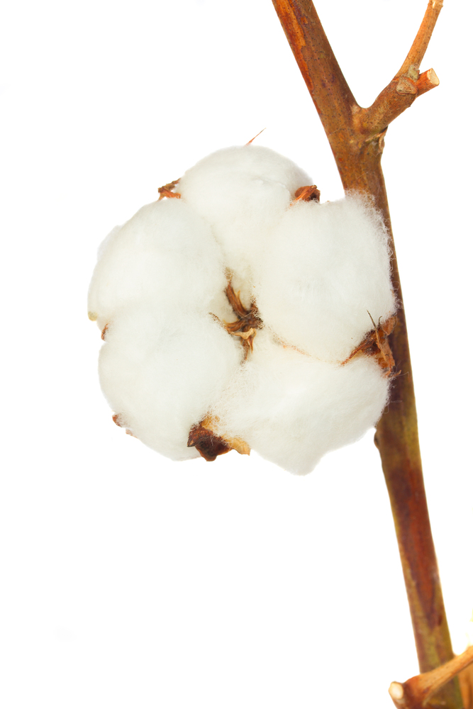 Branch of cotton plan with bud close up t isolated over white background