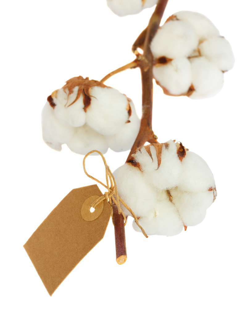 Branch of cotton plant with empty tag  isolated over white background
