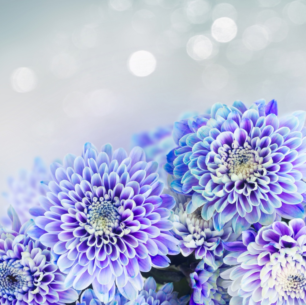 fresh blue chrysanthemum flowers border on gray background with light beams. blue chrysanthemum flowers
