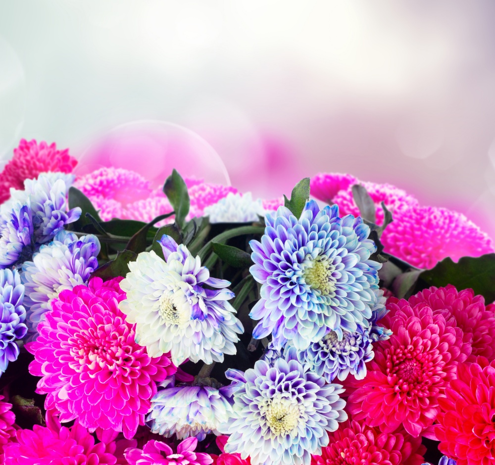 magenta pink and blue chrysanthemum fresh flowers border on gray background with copy space. blue chrysanthemum flowers