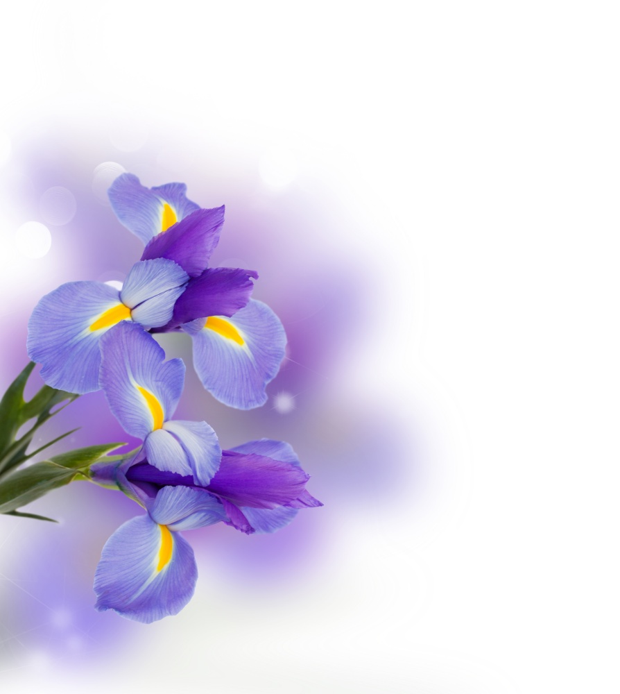 blue irises flowers close up over white background. blue irise flowers close up