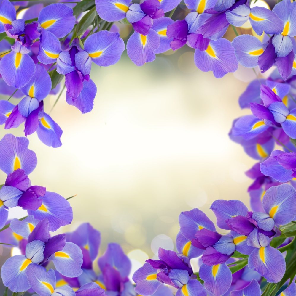 blue irises flowers frame on gray bokeh background. blue irise flowers close up