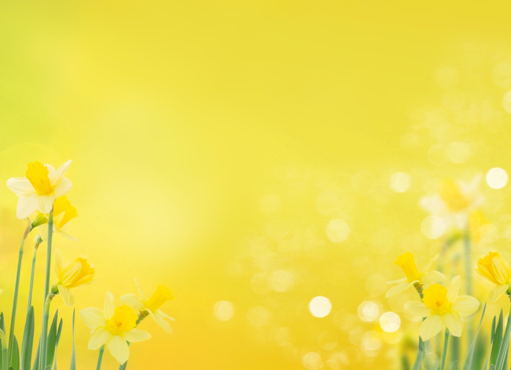 Fresh spring daffodils flowers yellow bokeh background. Narcissus in vase