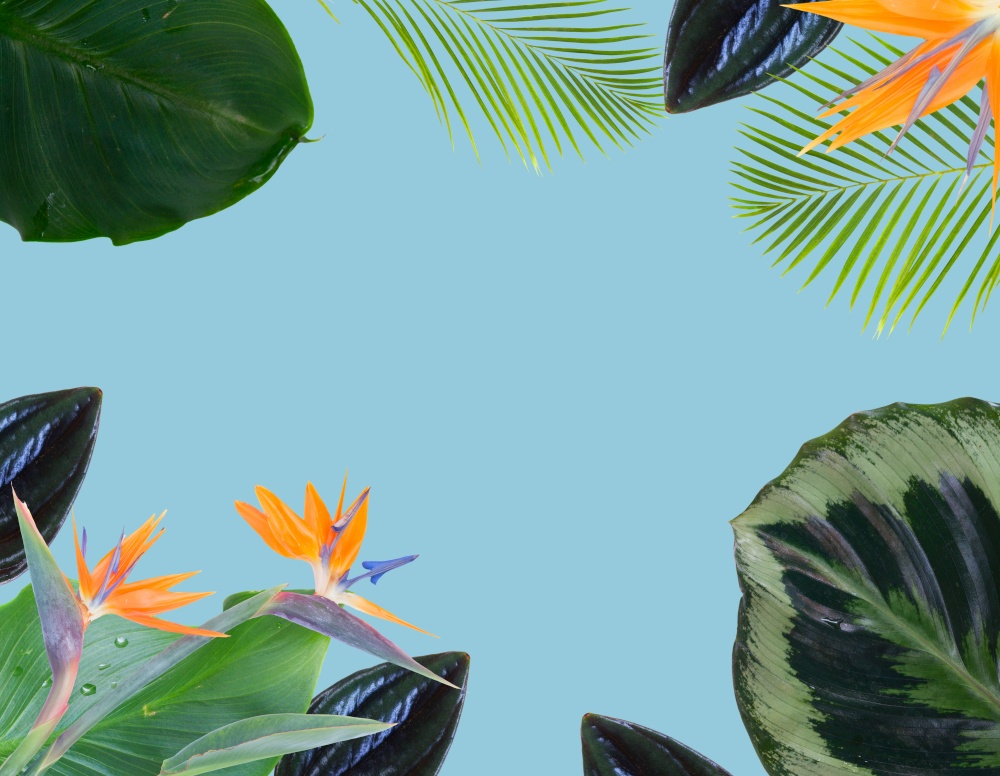 tropical flowers and leaves - border of fresh strelizia bird of paradize flowers and exotic palm leaves on blue background. orange hibiscus flower