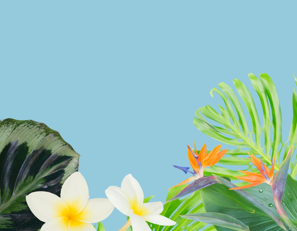 tropical flowers and leaves - border of strelizia bird of paradize flowers, frangipani and exotic palm leaves border on blue background. orange hibiscus flower