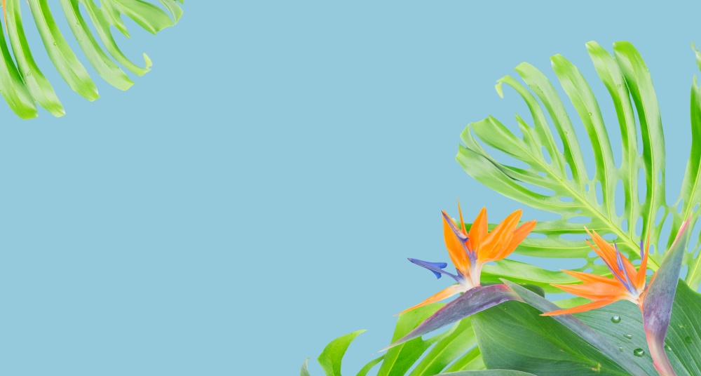 tropical flowers and leaves - border of fresh strelizia bird of paradize flowers and exotic monstera leaves on blue background banner. orange hibiscus flower
