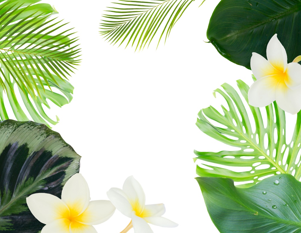 fresh green exotic tropical leaves and flowers frame on white background with copy space. fresh green leaves