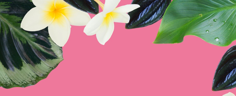 tropical flowers and leaves - border of fresh frangipani and strelizia flowers and exotic palm leaves on pink background. orange hibiscus flower
