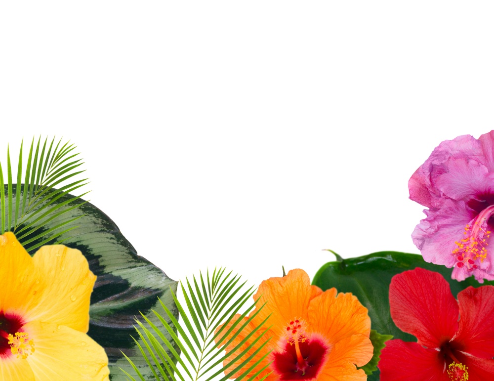 tropical flowers and leaves - frame of fresh multicilored hibiscus flowers and exotic palm leaves border on white background with copy space. orange hibiscus flower