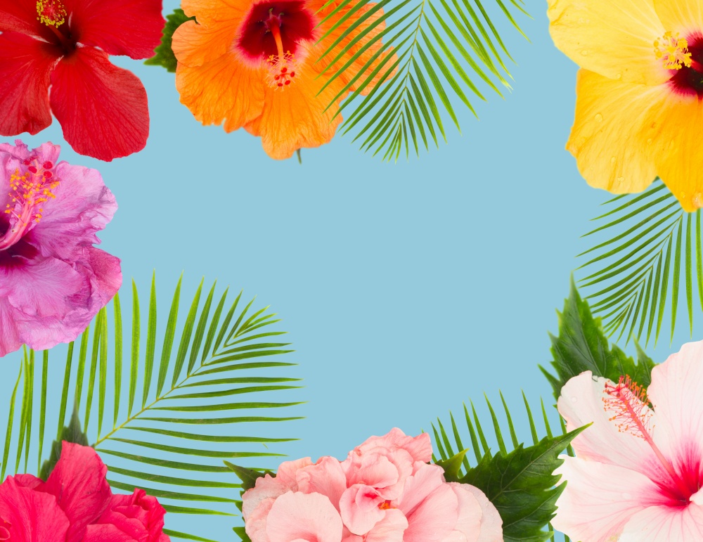 tropical fresh flowers and leaves - frame of fresh multicilored hibiscus flowers and exotic palm leaves on blue. orange hibiscus flower