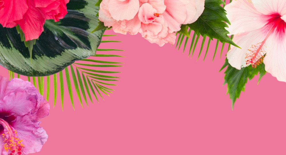 tropical flowers and leaves - border of fresh multicilored hibiscus flowers and exotic palm leaves on pink. orange hibiscus flower