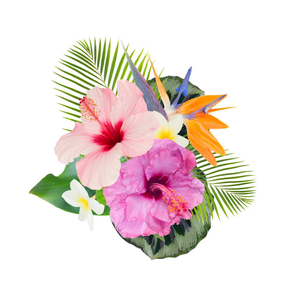 tropical flowers and leaves - fresh hibiscus and frangipani flowers and exotic palm leaves isolated on white background. orange hibiscus flower