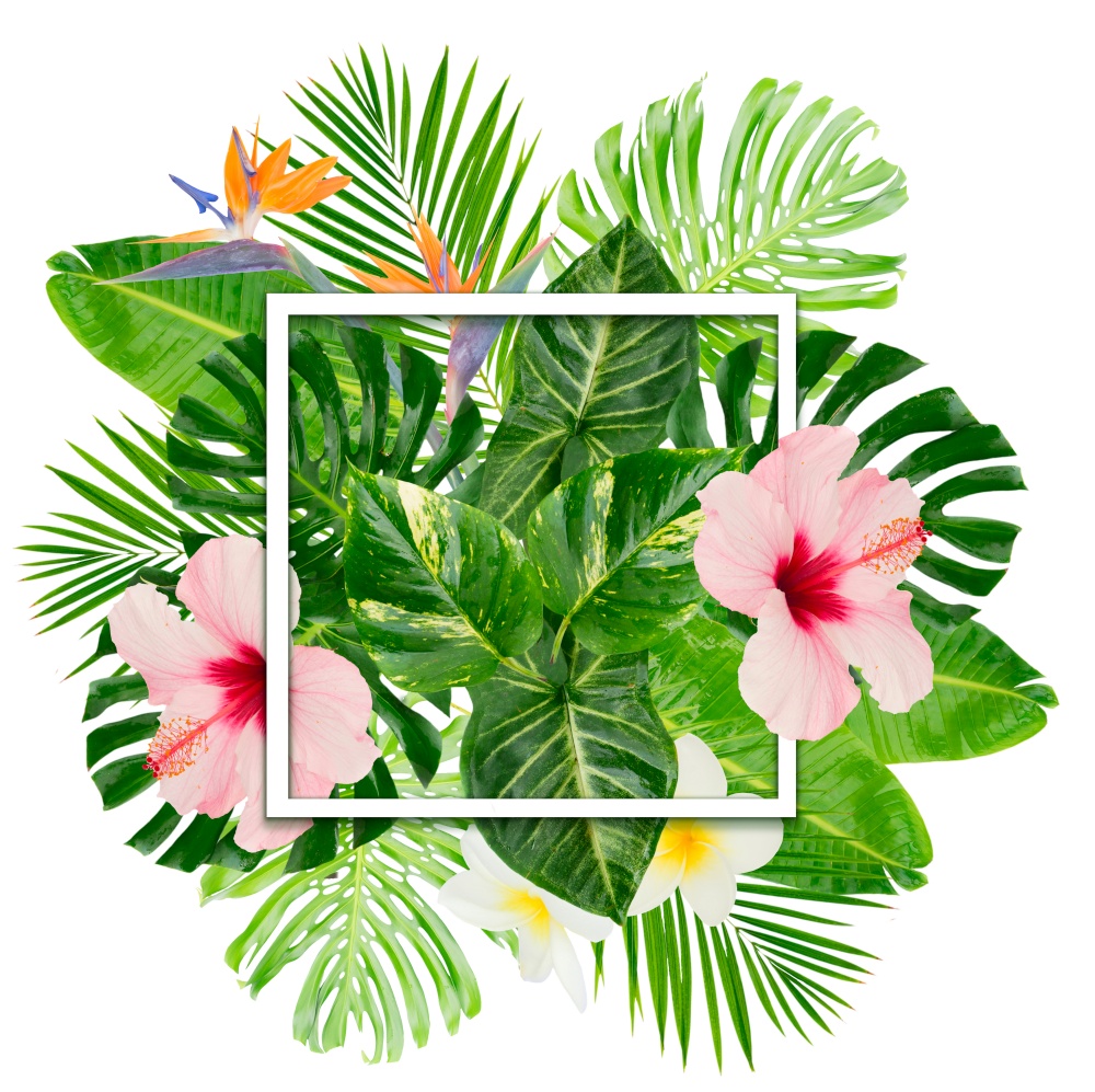 Tropical fresh green leaves and flowers isolated on white background. Tropical green leaves
