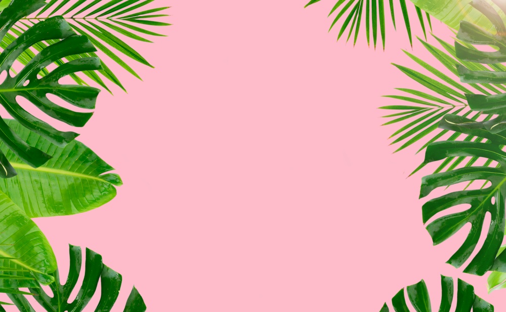 Tropical green leaves frame over pink background banner. Tropical green leaves