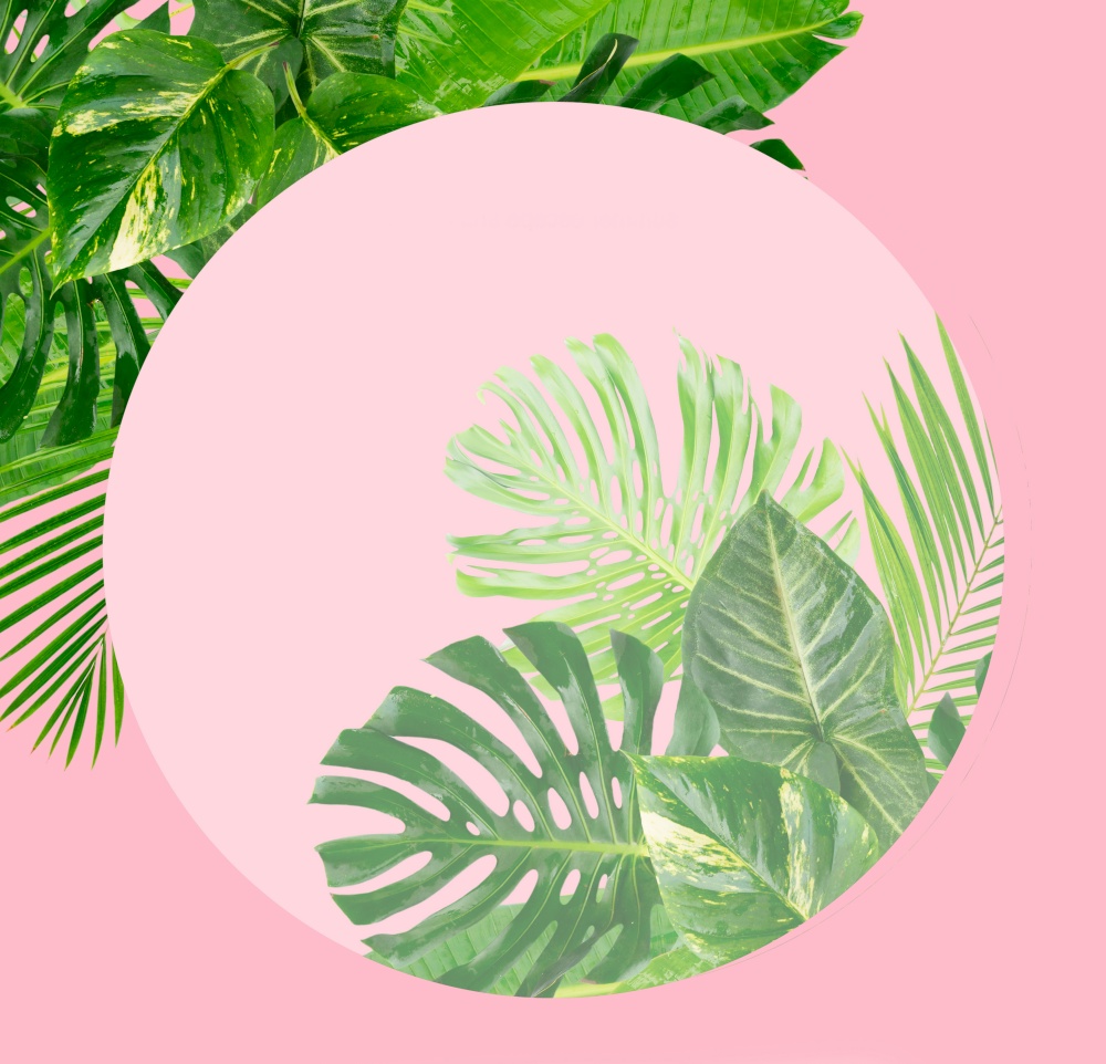 Tropical green leaves abstract frame over pink background with copy space. Tropical green leaves