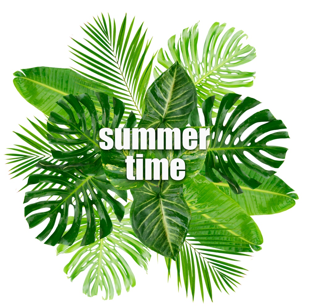 Tropical green leaves with summer time words isolated on white background. Tropical green leaves