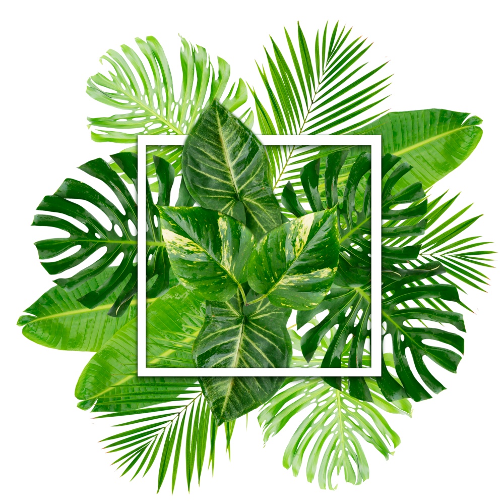 Tropical green leaves layout isolated on white background. Tropical green leaves
