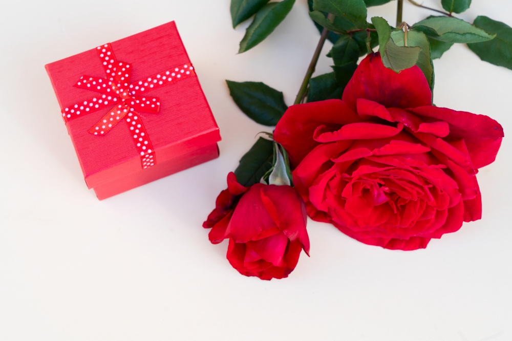 dark red fresh roses with gift box laying on neutral beige background. dark red roses on table