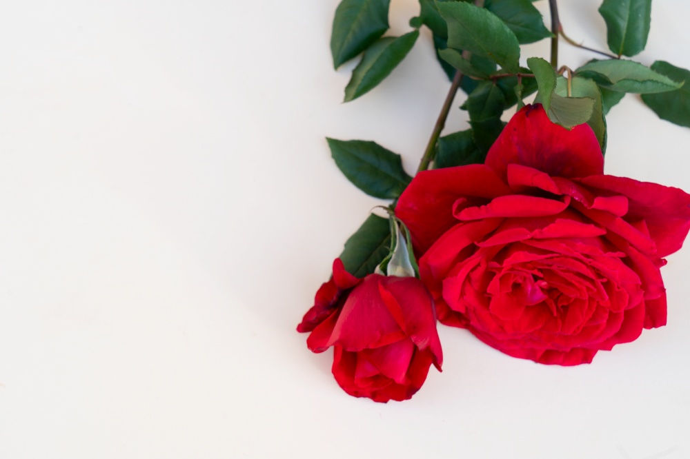 dark red fresh roses laying on neutral beige background. dark red roses on table