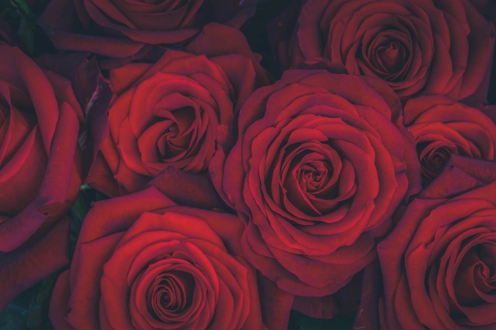 bouquet of dark red luxury blooming roses close up, toned. bouquet of dark red roses