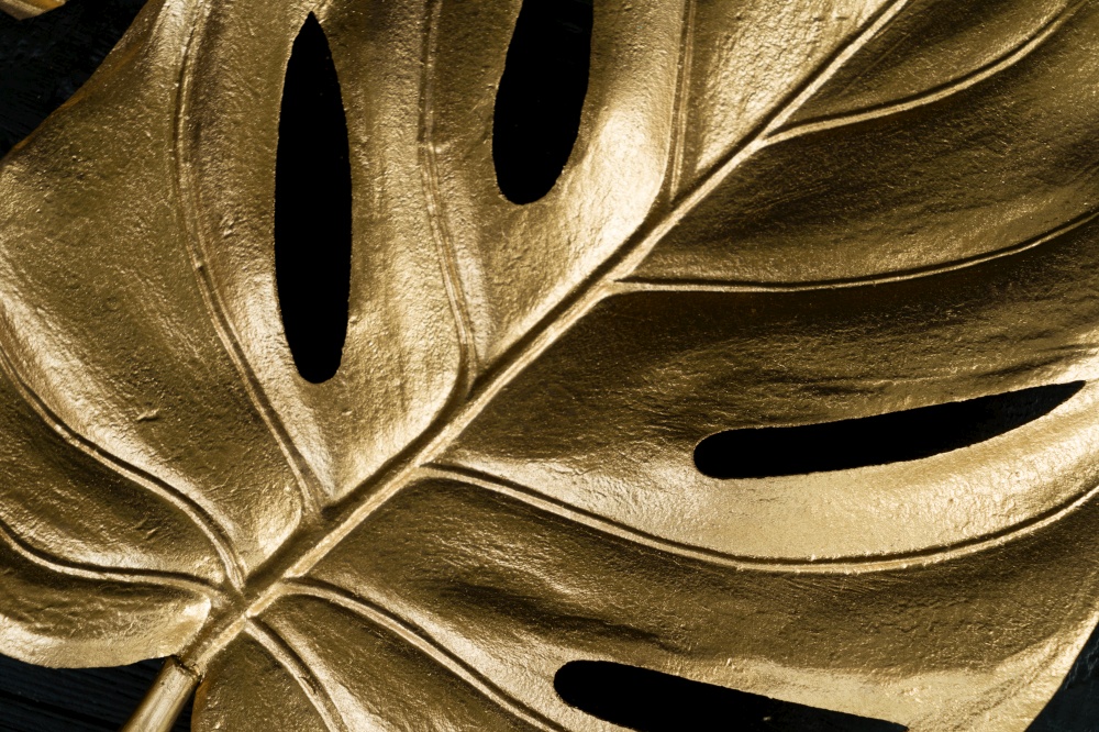 Golden tropical monstera leaf on black background close up. Golden tropial leaves