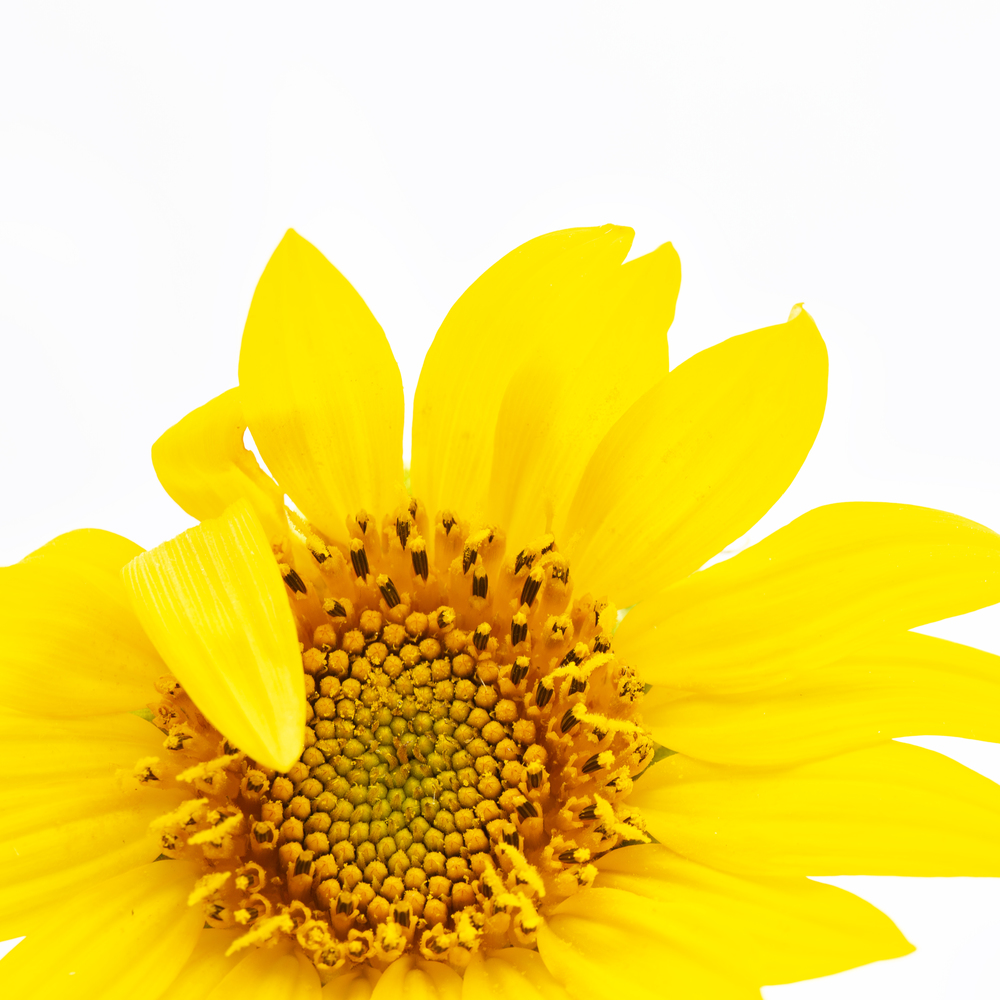 blurred sunflower in the white light and empty space background