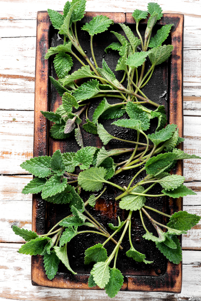 Herbs and spices.Fresh lemon balm leaves or melissa.Lemon balm leaves. Fresh green leaf Melissa