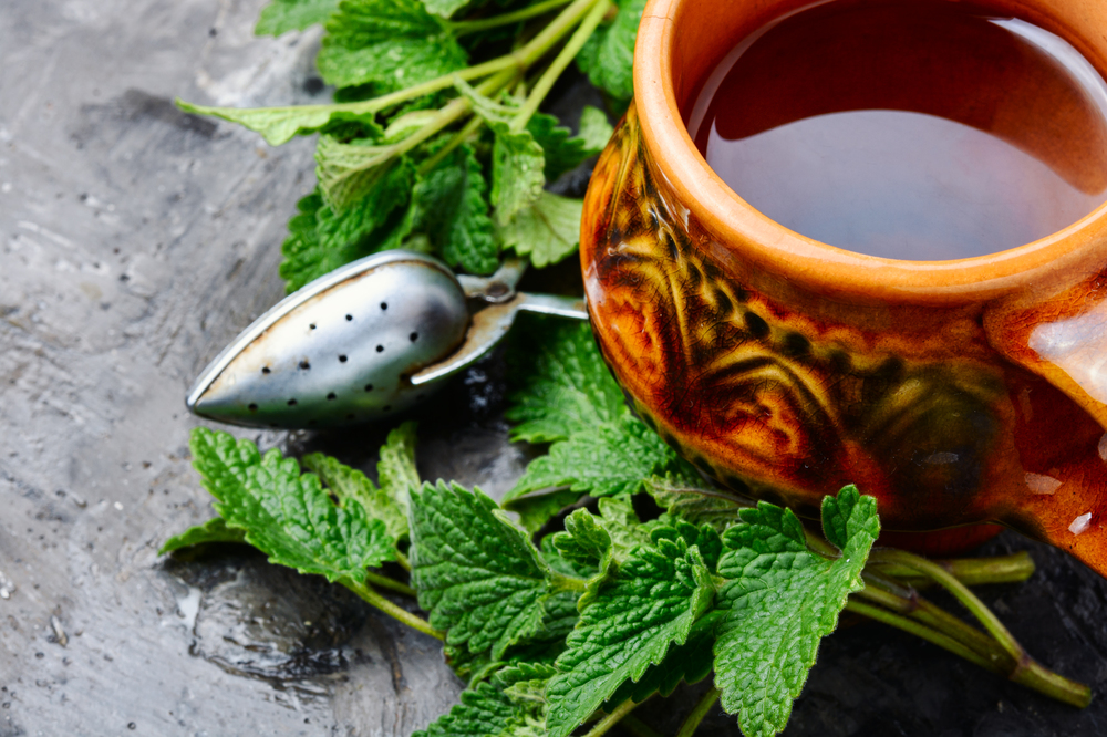 Green melissa herbal tea in cup.Healing medical herbs. Herbal tea in a glass cup
