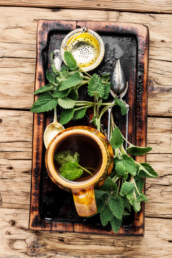 Green melissa herbal tea in cup.Healing medical herbs. Natural tea with melissa