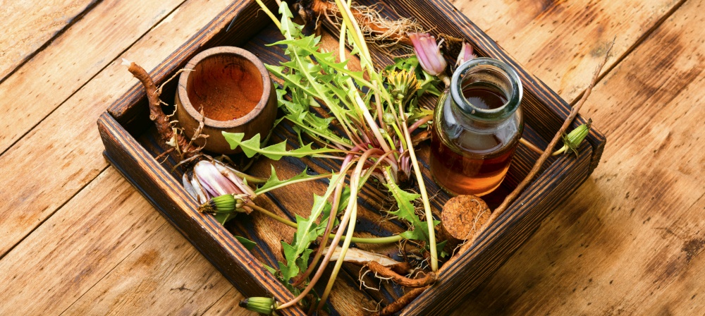 Healing herbs and herbal medicinal roots.Extract of dandelion.Taraxacum,medicinal plants.Dandelion root.. Dandelion root in herbal medicine,wooden table
