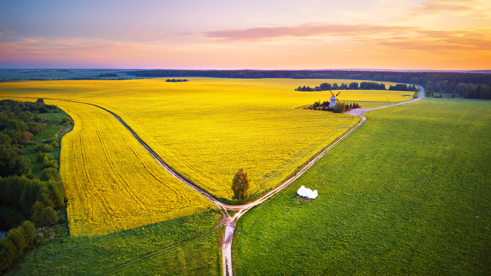Old windmill in canola Flowering Field at spring sunrise. Aerial rural panorama. Field of rapeseed (brassica napus) with dirt roads. Yellow and green fields