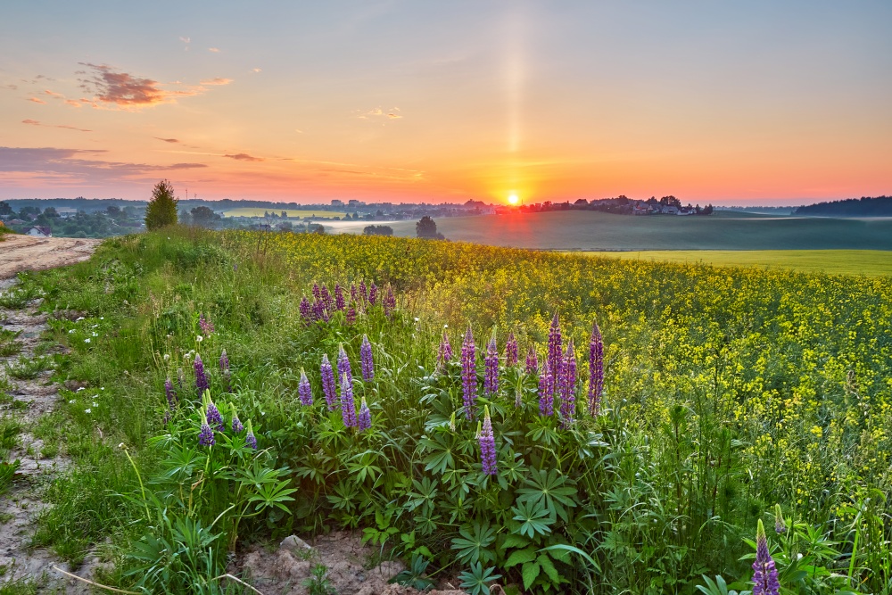 Wildflowers in Summer Sunrise. Purple lupine and canola field, morning light. Violet lupinus, lupin. Beautiful natural landscape. Agriculture rural scene