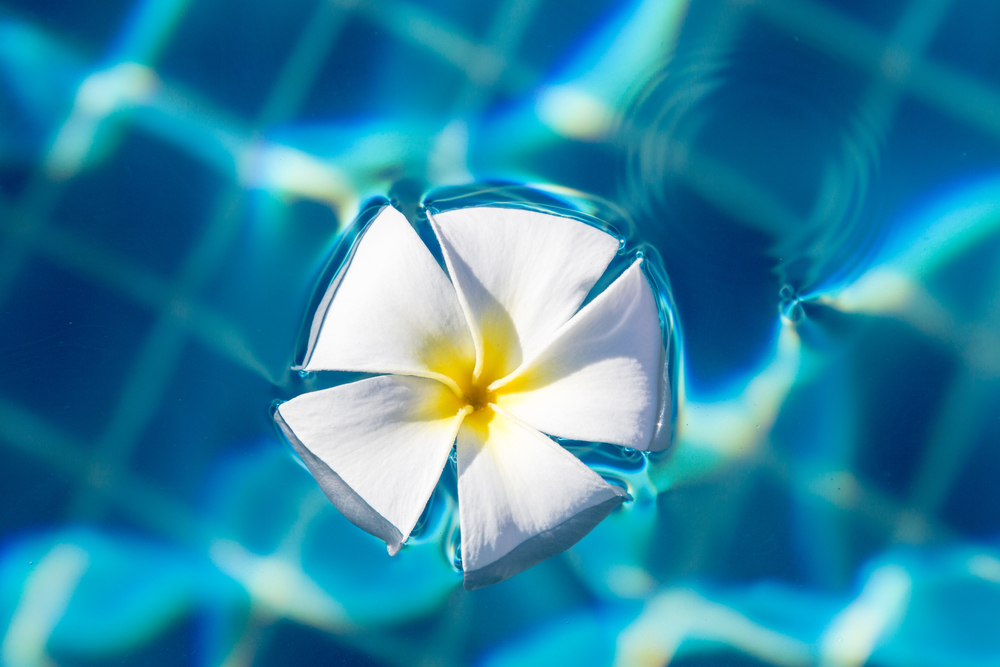 White blooms floating in a pool.. White blooms floating in a pool