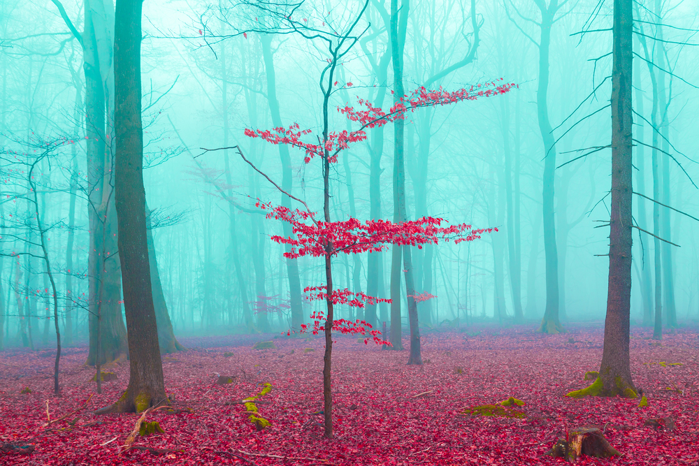 Mystical forest in red and turquoise.. Mystical forest in red and turquoise