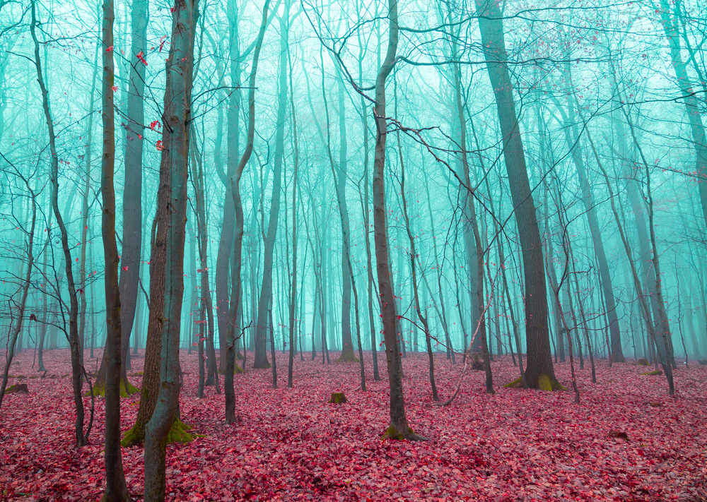 Mystical forest in red and turquoise