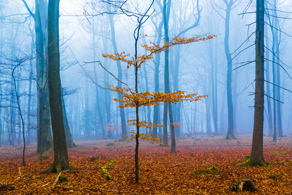 Fantasy forest with fog and orange foliage.. Fantasy forest with fog and orange foliage