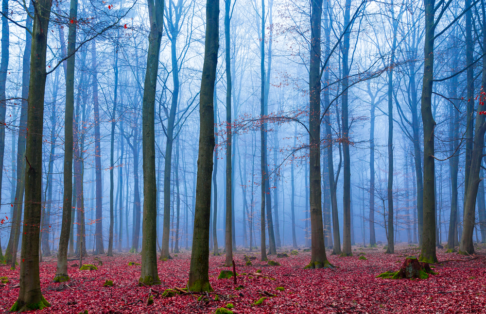 Enchanted forest in fog in blue and pink.. Enchanted forest in fog in blue and pink