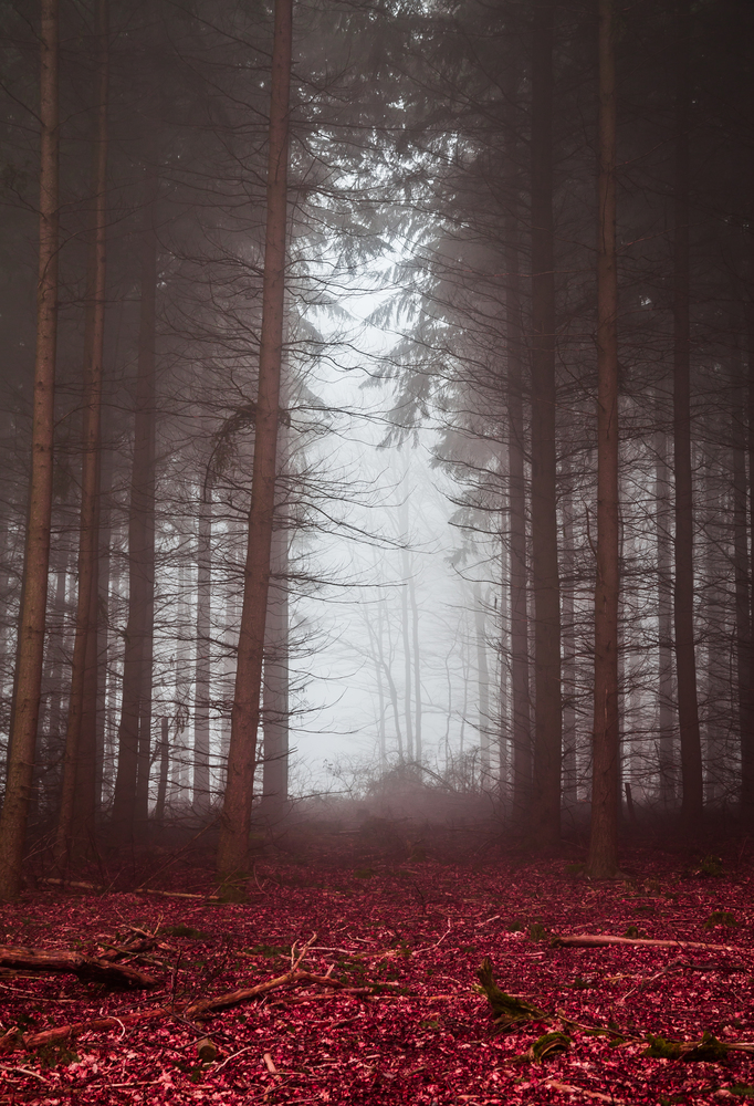 Dark Forest in the fog with red foliage.. Dark Forest in the fog with red foliage