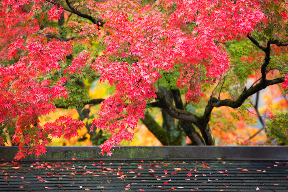 Colorful japanese maple (Acer palmatum) leaves during momiji season at Kinkakuji garden, Kyoto, Japan. Colorful japanese maple leaves during momiji season at Kinkakuji garden, Kyoto, Japan