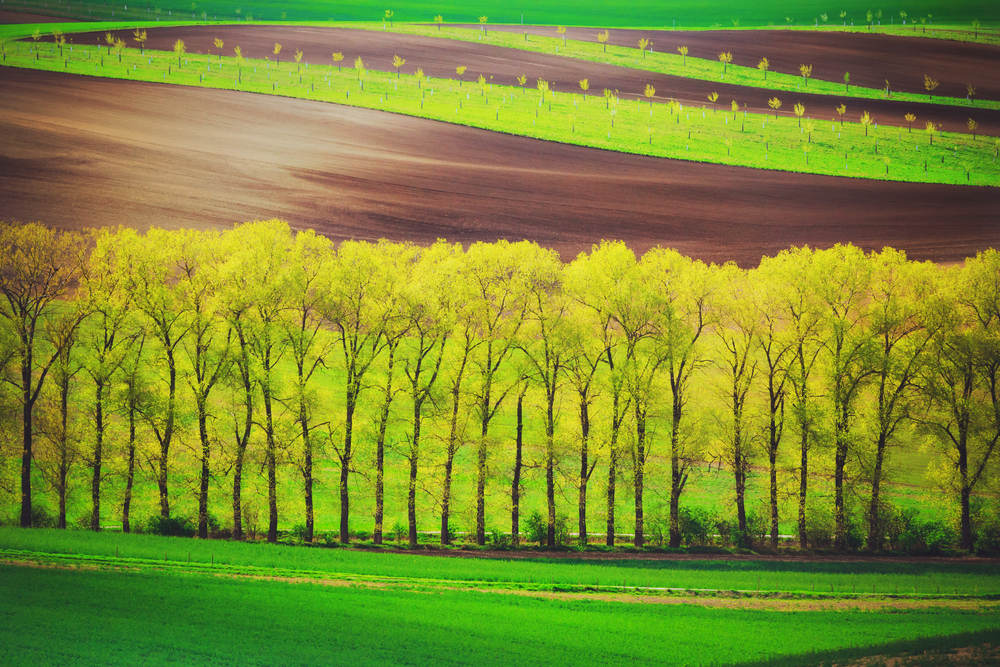 Poplar trees alley and sunset lines and waves in the spring, South Moravia, Czech Republic. poplet trees alley and sunset lines and waves in the spring
