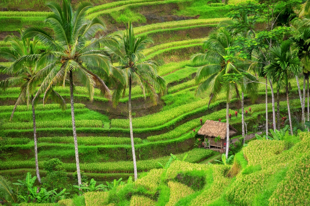 Green rice terraces Tegalalang close to Ubud, Bali, Indonesia. Green rice fields Jatiluwih on Bali island, Indonesia