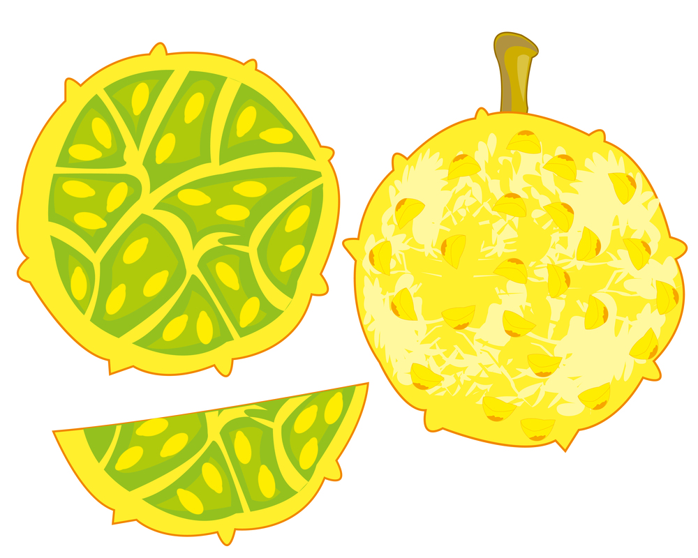 Vector illustration of the exotic tropical fruit is kivano. Exotic fruit kivano on white background is insulated