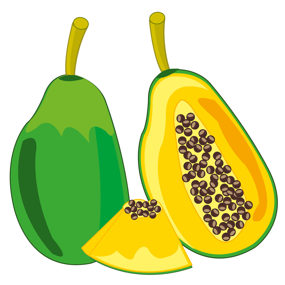 Vector illustration of the exotic tropical fruit papaya. Papaya fruit on white background is insulated