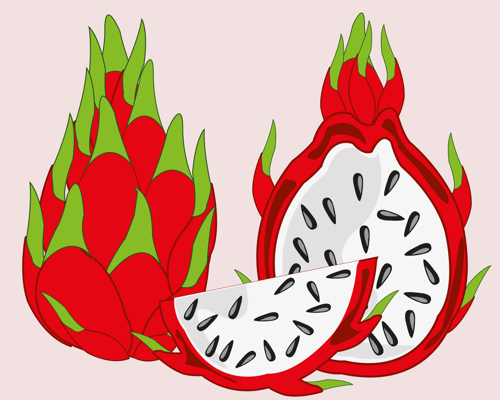 Vector illustration of the exotic fruit pitaya on white background. Exotic fruit pitaya on white background is insulated
