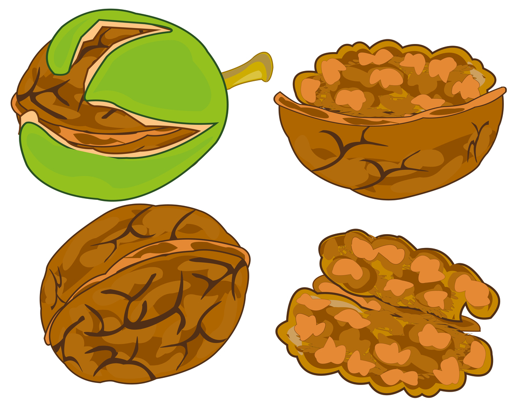 Vector illustration of the south fruit walnut. Fruit walnut on white background is insulated