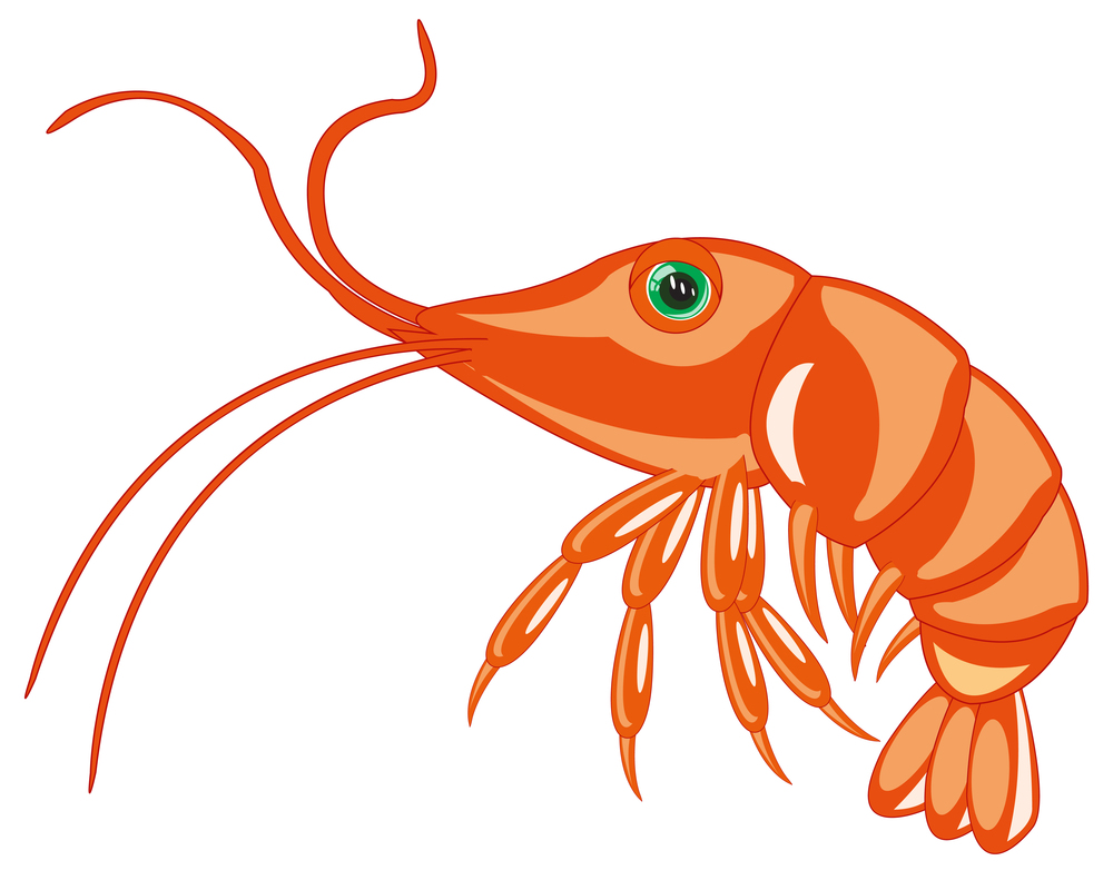 Vector illustration of the cartoon of the sea inhabitant prawn. Sea animal prawn on white background is insulated