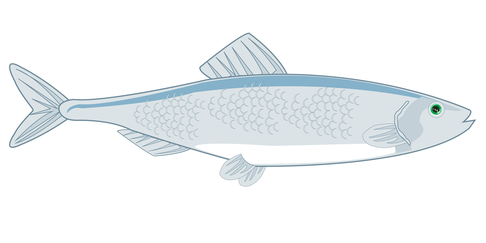 Vector illustration of the cartoon of sea commercial fish herring. Fish herring on white background is insulated