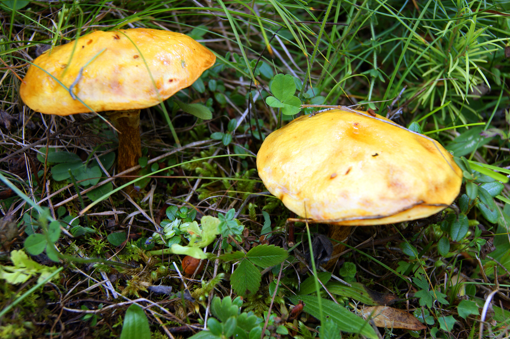 Mushroom variety of edible mushroom in herb by summer. Edible mushroom variety of edible mushroom rising in green herb