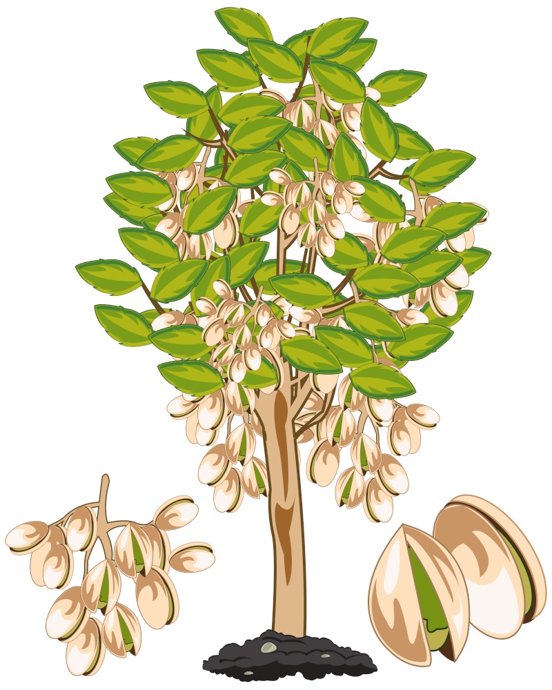 Tree with fruit pistachio on white background is insulated. Vector illustration fruit ripe pistachio on tree